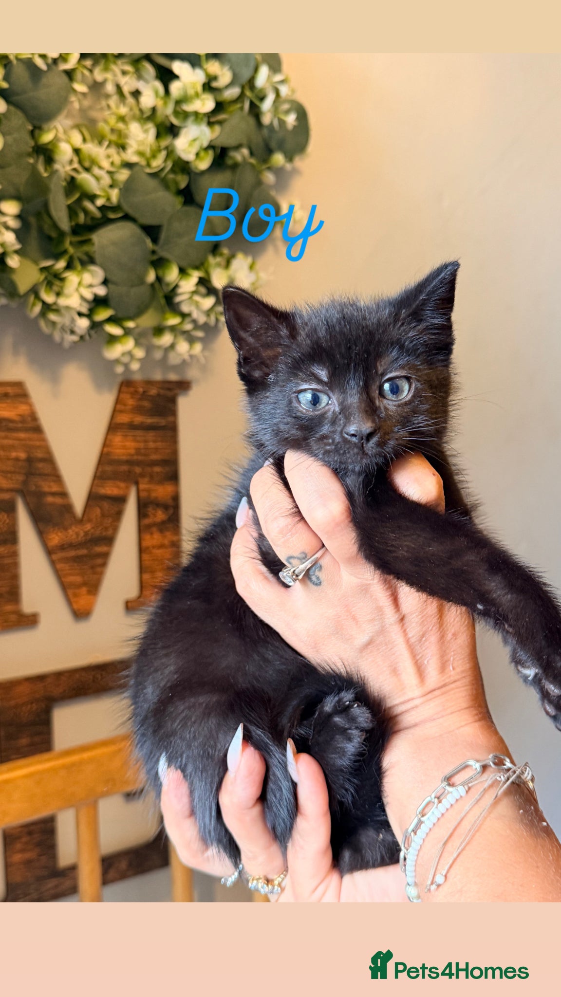 American Shorthair cats for sale: Cute kittens  - Advert 4