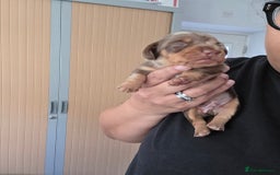 Miniature Dachshund dogs for sale: Gorgeous smooth hair litter - Image 4