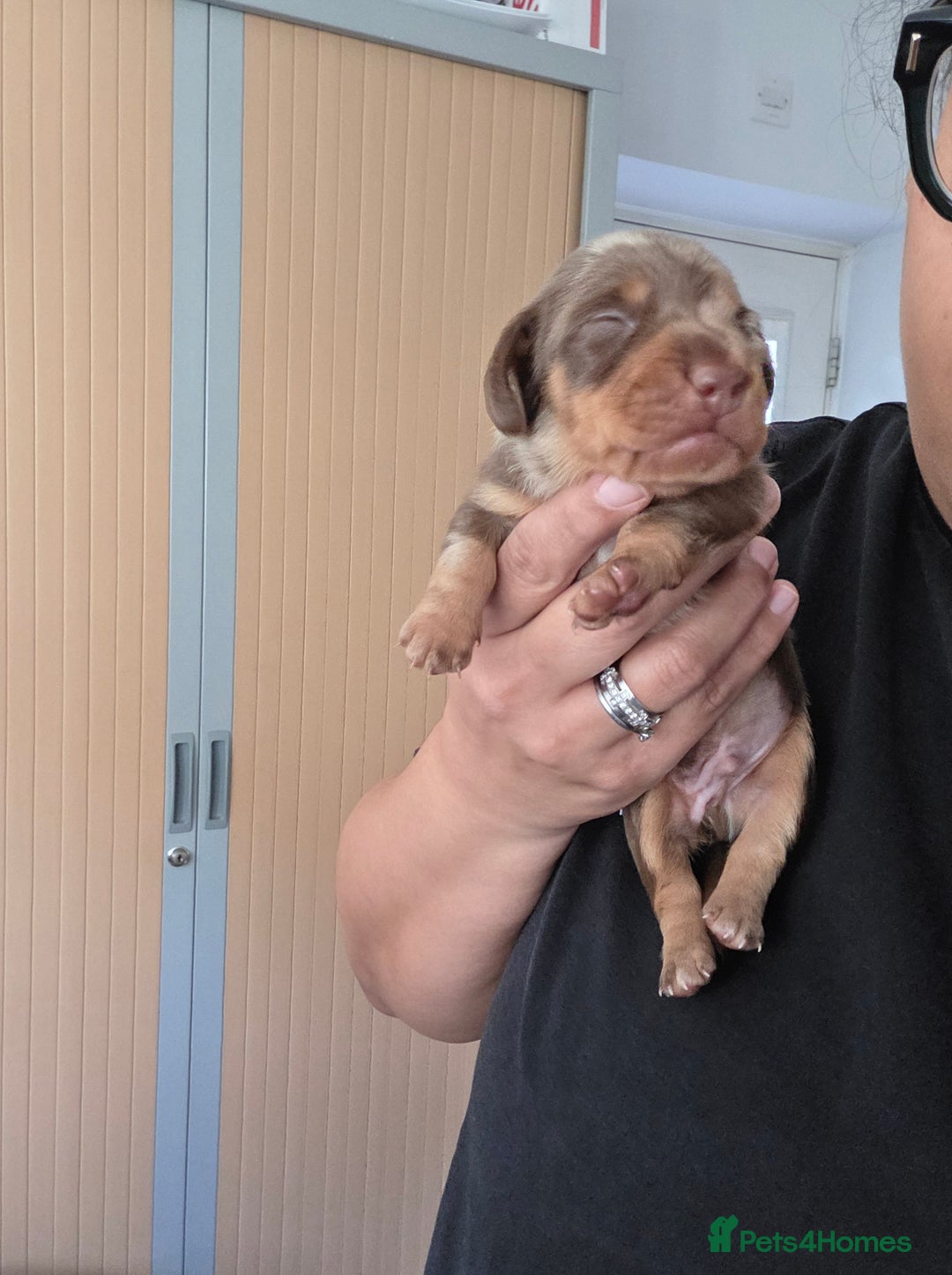 Miniature Dachshund dogs for sale: Gorgeous smooth hair litter - Image 4