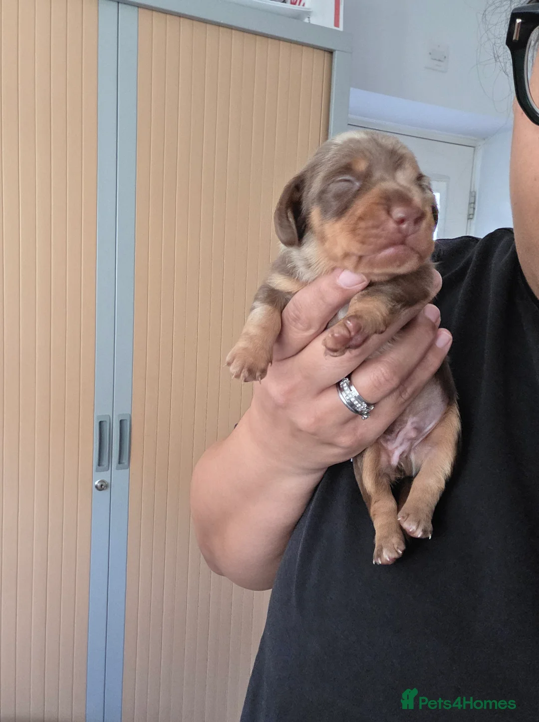 Miniature Dachshund dogs for sale: All puppies now reserved.  - Advert 4