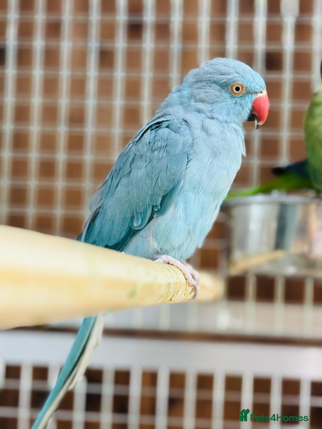 Ringnecks birds for sale: Indian ring neck - Advert 3