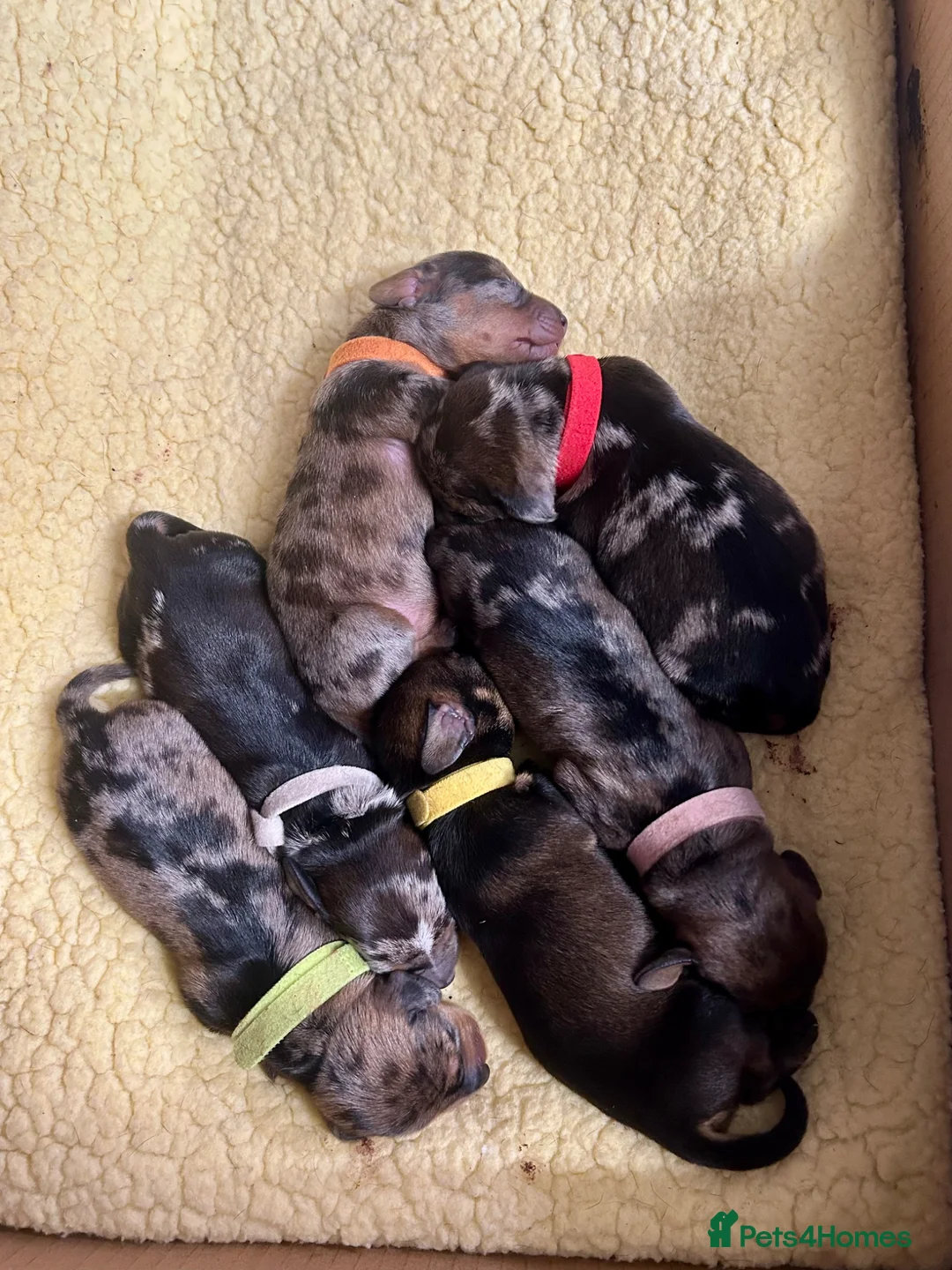 Miniature Dachshund dogs for sale: Miniature smooth hair x wire hair  - Advert 1
