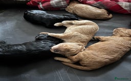 Cockapoo dogs for sale: Cockapoo puppies F1B - Image 20