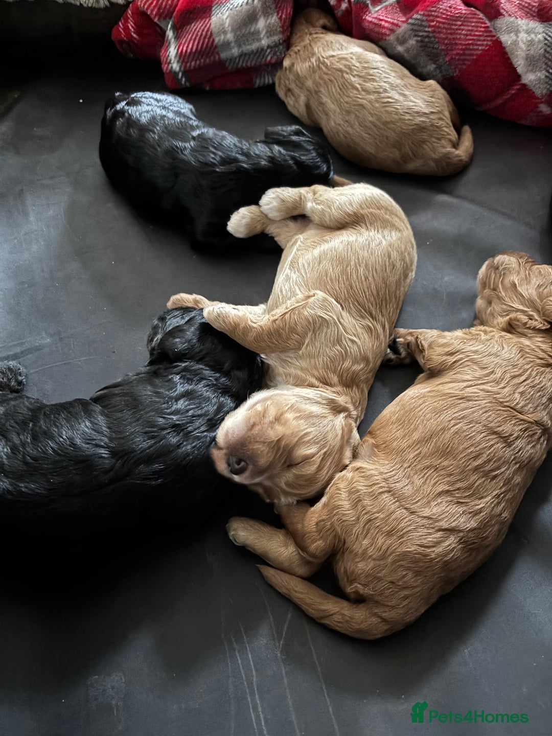 Cockapoo dogs for sale: Cockapoo puppies F1B - Image 20