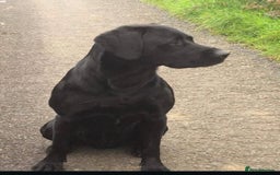 Labrador Retriever dogs for sale:  Labrador Pups (Health Tested) - Image 6