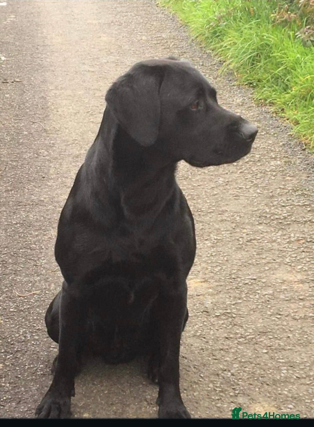 Labrador Retriever dogs for sale:  Labrador Pups (Health Tested) - Image 6