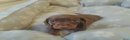 Miniature Dachshund dogs for sale: 🐶😍Miniature dachshund Puppies😍🐶 - Advert 6