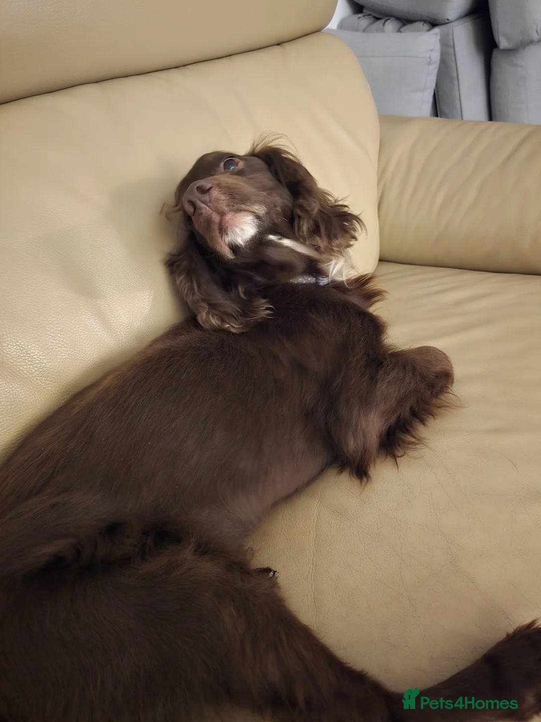 Cocker Spaniel dogs for sale: Cocker spaniel male  - Advert 2