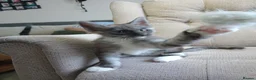 Maine Coon cats for sale: Maincoon kittens in Durham - Advert 16