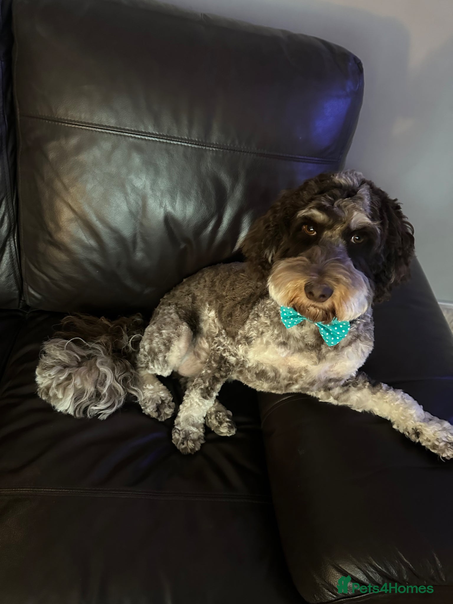 Cockapoo dogs 1 year old cockapoo - Advert 11