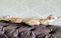 Bengal cats for sale: 🐾***GORGEOUS PURE SNOW BENGAL***🐾 - Advert 6