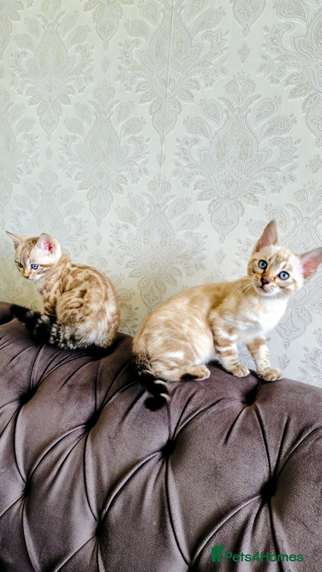 Bengal cats for sale: 🐾***GORGEOUS PURE SNOW BENGAL***🐾 - Advert 6