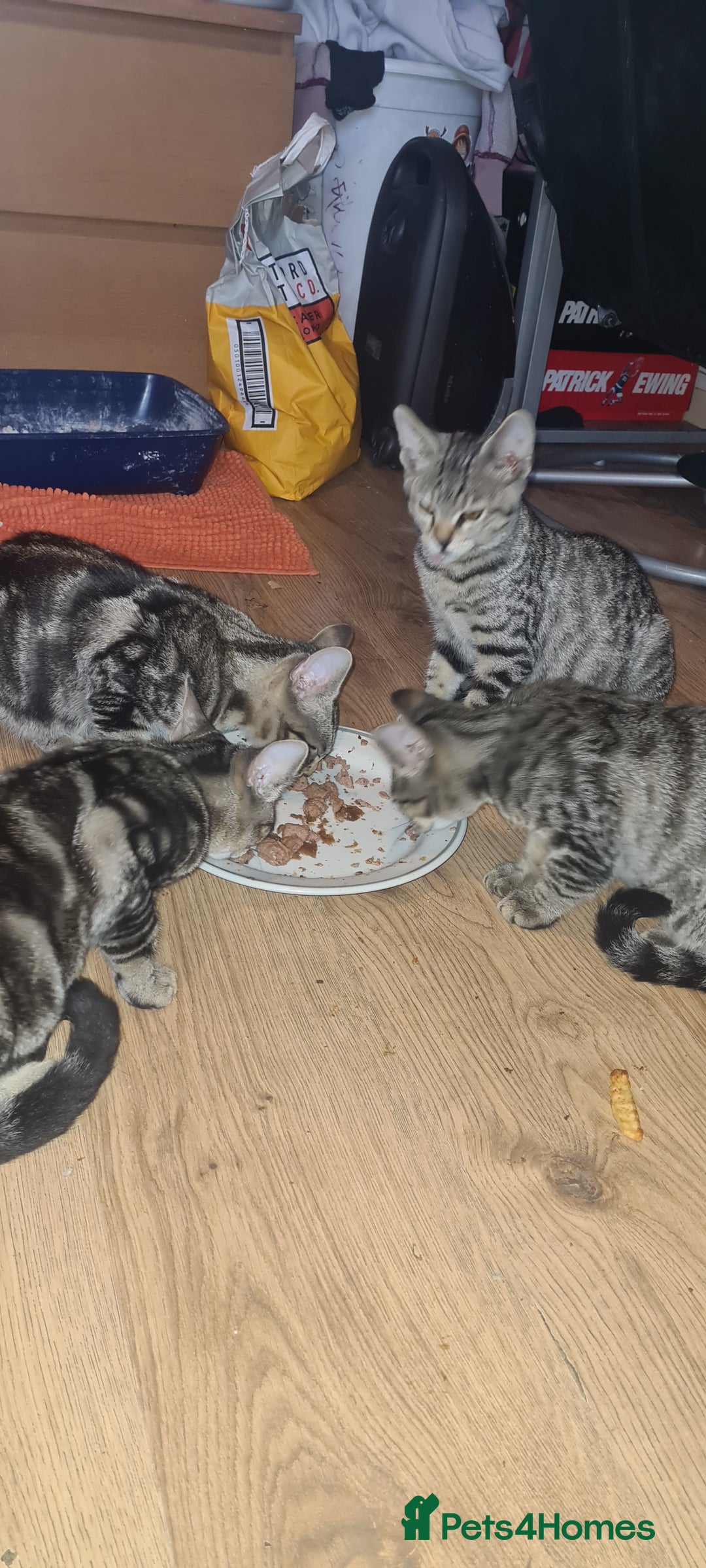 Bengal cats for sale: Mixed bengal kittens   - Image 36