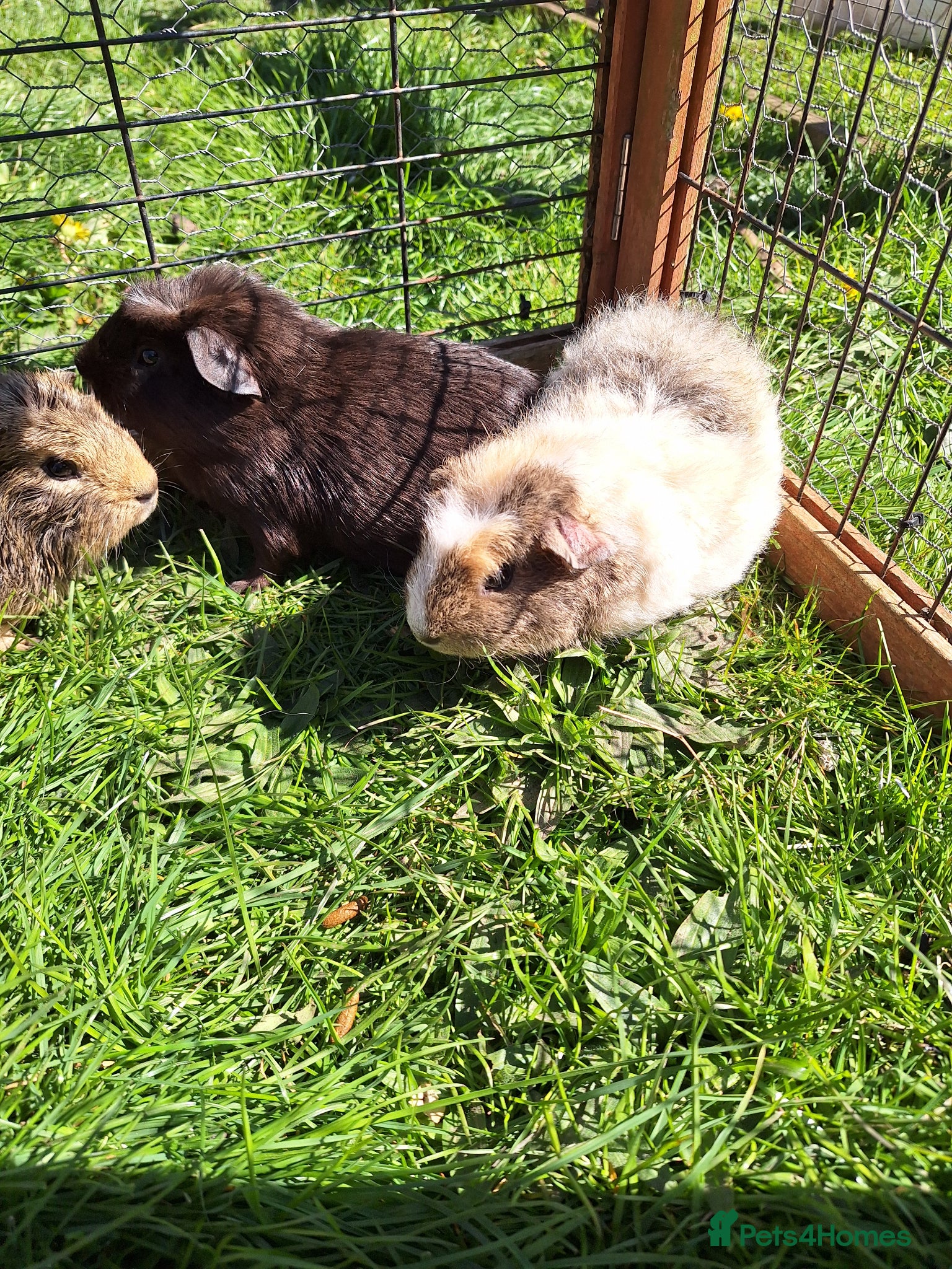 Guinea Pig rodents Young male guinea pigs for sale - Advert 3