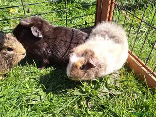 Guinea Pig rodents Young male guinea pigs for sale - Advert 1