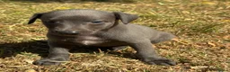 Whippet dogs for sale: KC REG BLUE WHIPPETS BVA AND HEART TESTED PARENTS - Advert 7