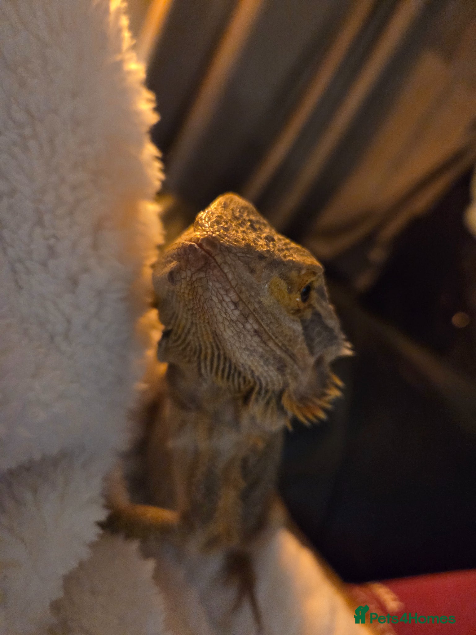 Bearded Dragon reptiles 3 year old female bearded dragon for sale - Advert 1
