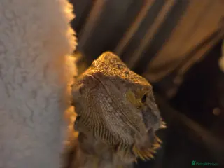 Bearded Dragon reptiles 3 year old female bearded dragon for sale - Advert 1