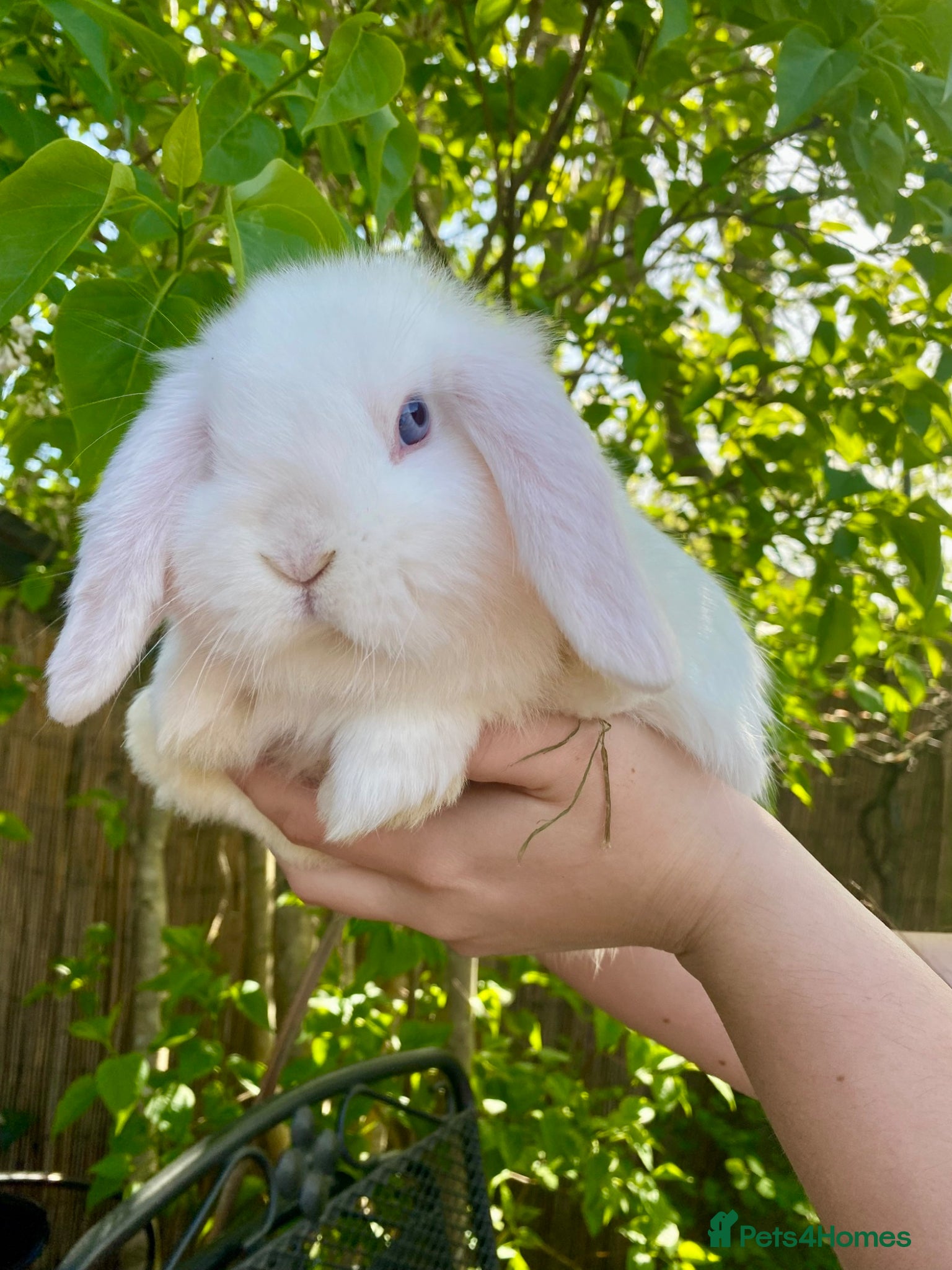 Mini Lop rabbits Pure bred mini lops - Advert 14