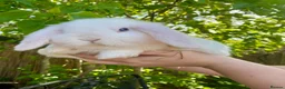 Mini Lop rabbits for sale: Pure bred mini lops - Advert 1