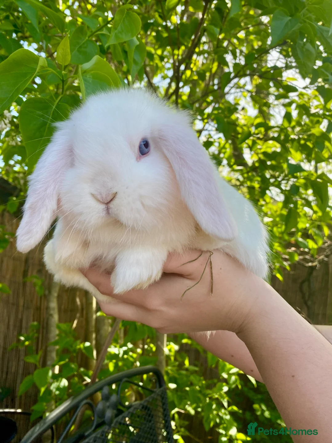 Mini Lop rabbits for sale: Pure bred mini lops - Advert 1