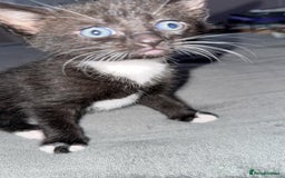 Mixed Breed cats for sale: AVAILABLE NOW kitten for sale - Image 5