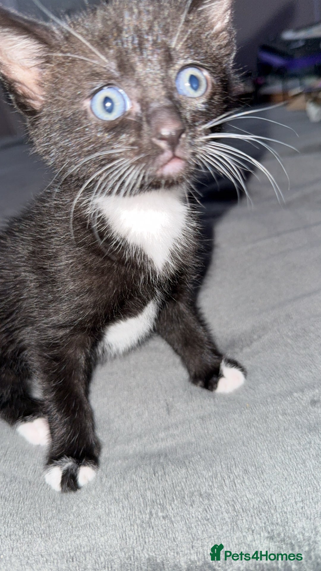 Mixed Breed cats for sale: AVAILABLE NOW kitten for sale - Image 5