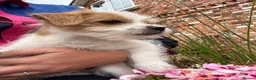 Mixed Breed dogs for sale: Beautiful Jack Russell X puppies  - Advert 4