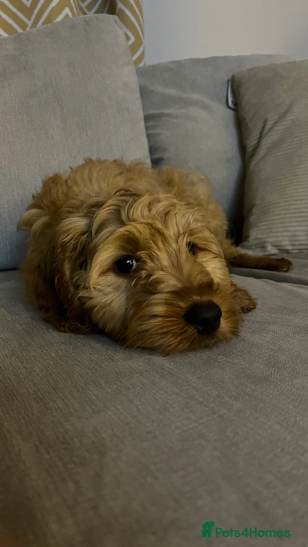 Cockapoo dogs for sale: Cockapoo puppy  - Advert 7