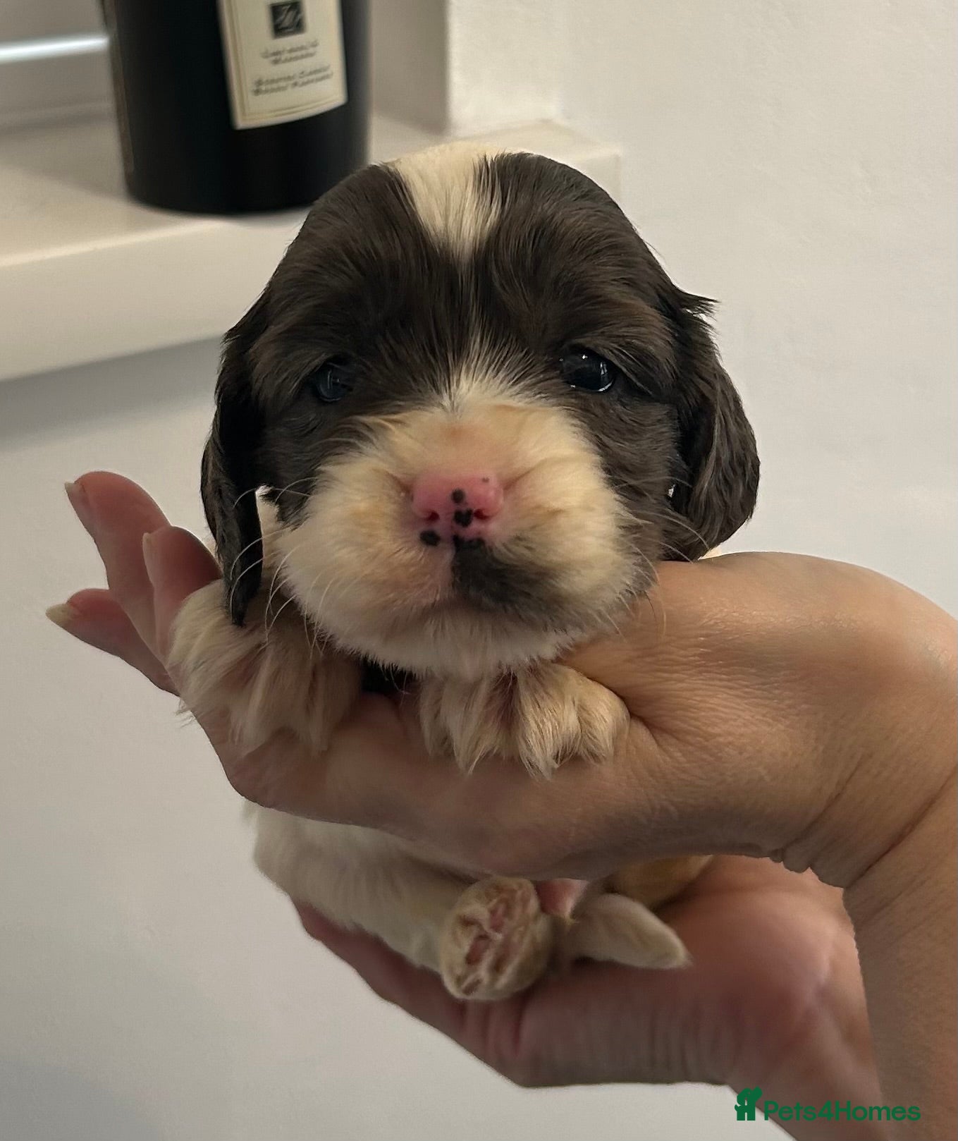 Cocker Spaniel dogs Beautiful cocker spaniel puppies  - Advert 18