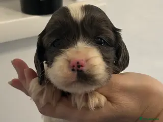 Cocker Spaniel dogs Beautiful cocker spaniel puppies - Advert 18