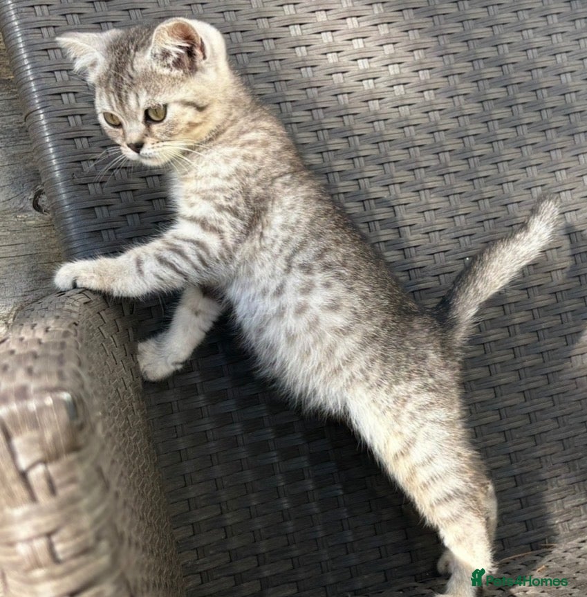 British Shorthair cats British short hair X Scottish fold  - Advert 1