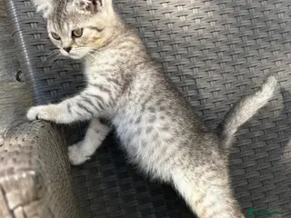 British Shorthair cats British short hair X Scottish fold - Advert 1