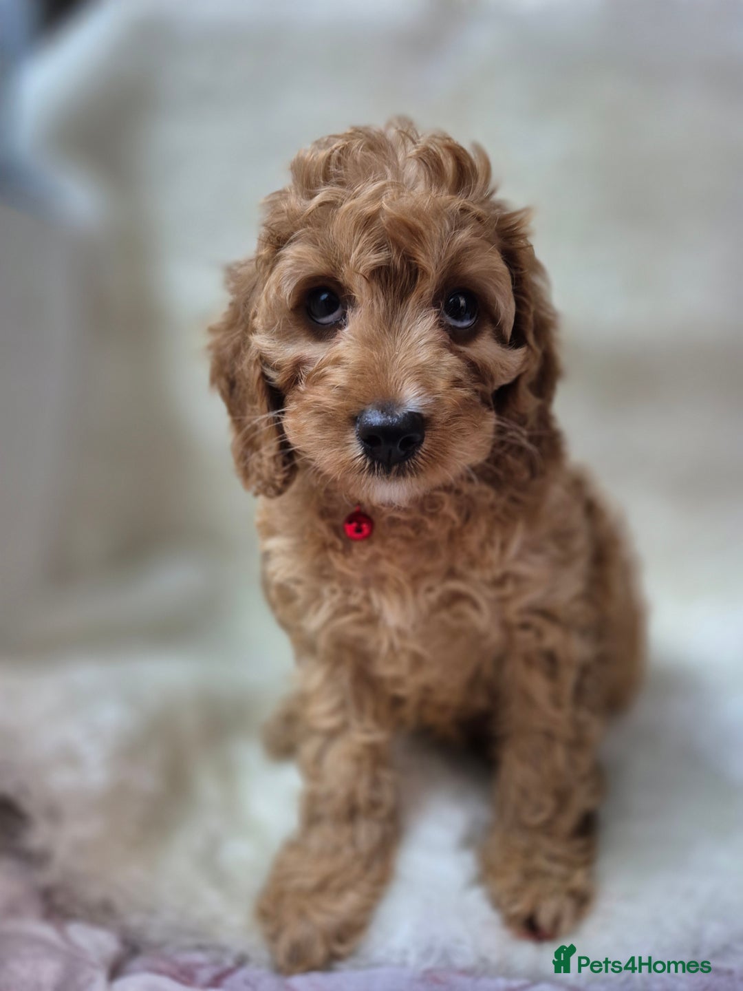 Cavapoo dogs for sale: WAITING LIST NOW OPEN FOR SUMMER 2026.  - Image 20