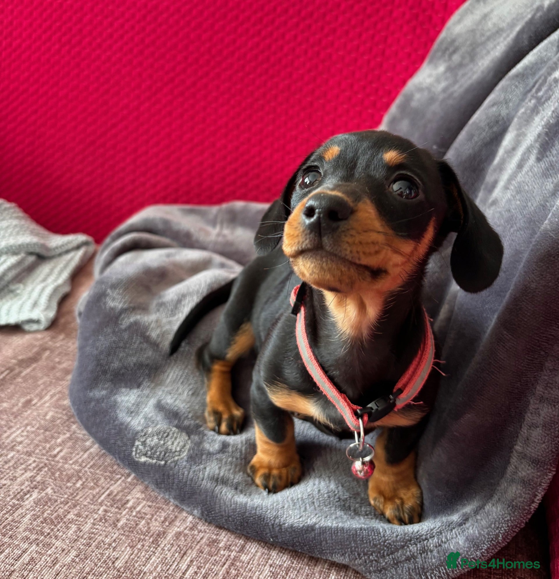 Mixed Breed dogs Beautiful Miniature Dachshund Girl  - Advert 1