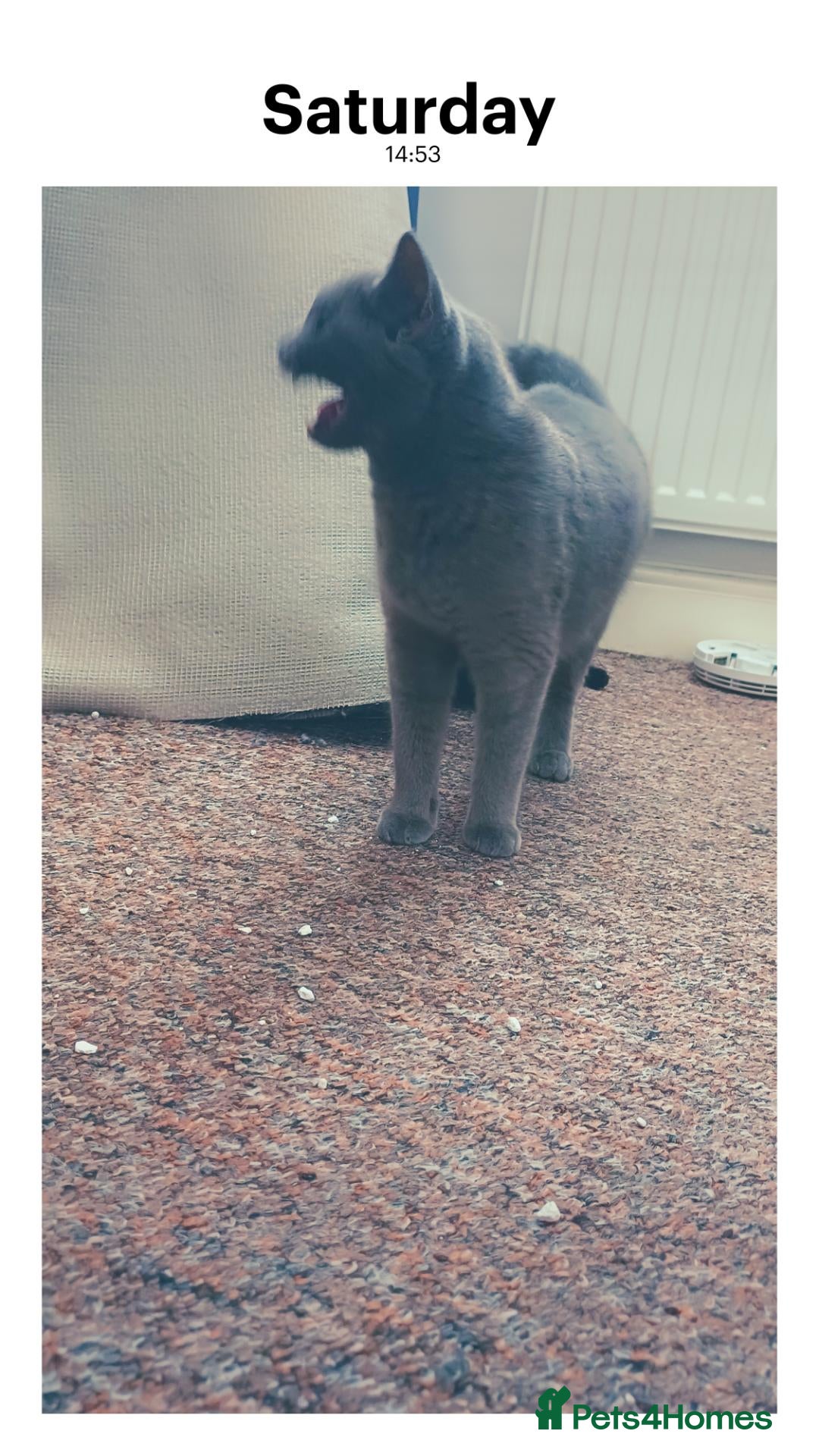 British Shorthair cats GCCF Blue Persian British shorthaired female  - Advert 2
