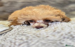 Toy Poodle dogs for sale: KC Reg stunning tiny Choc Apricot Girl Toy Poodle - Image 9