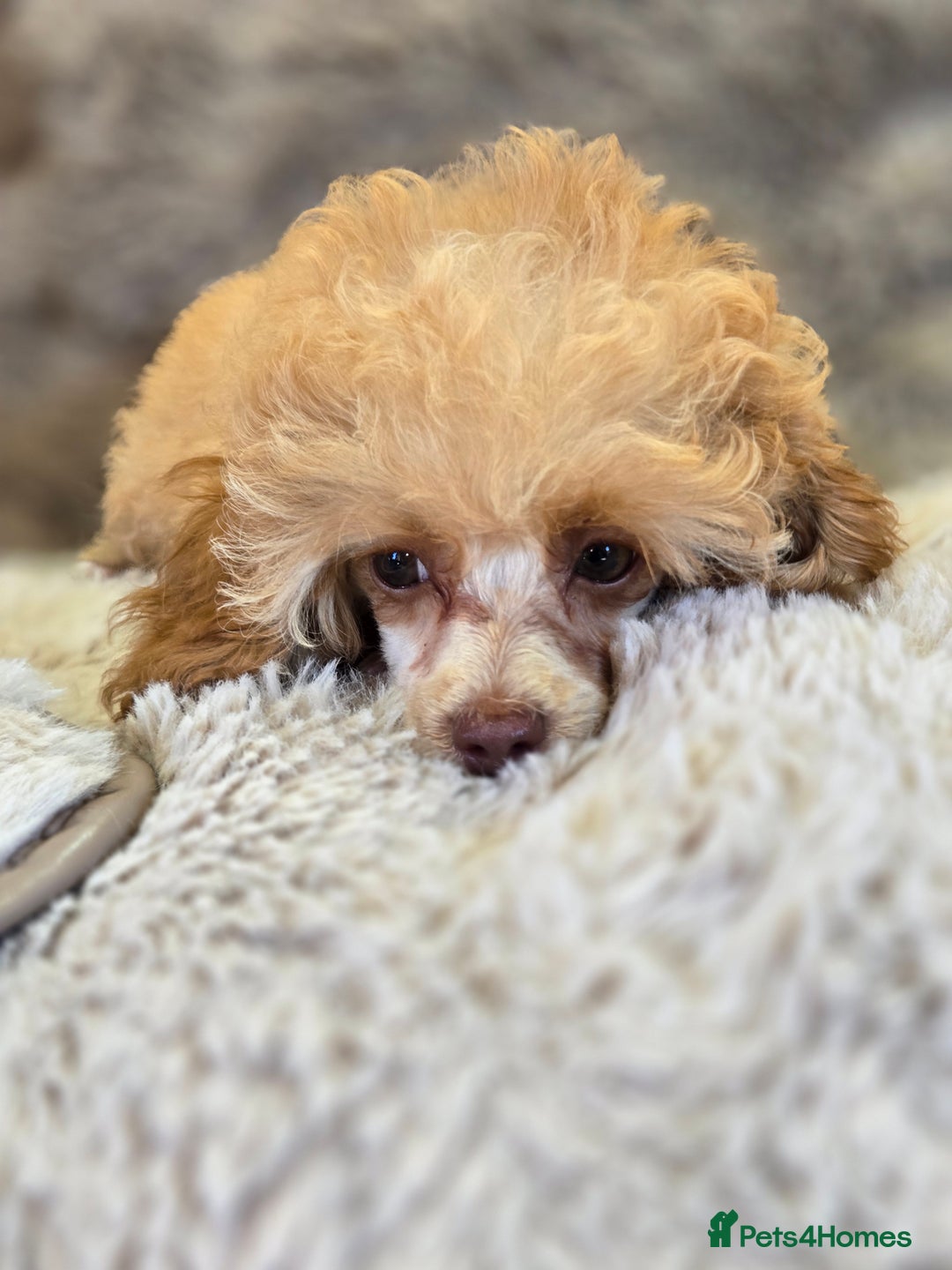 Toy Poodle dogs for sale: KC Reg stunning tiny Choc Apricot Girl Toy Poodle - Image 9