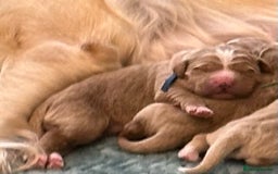 Double Doodle dogs for sale: Double Doodle puppies from Health tested parents - Image 4