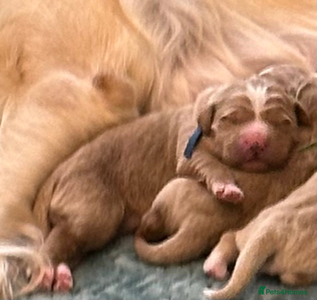 Double Doodle dogs for sale: Double Doodle puppies from Health tested parents - Image 4