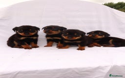 Rottweiler dogs for sale: Rottweiler puppy  - Image 5