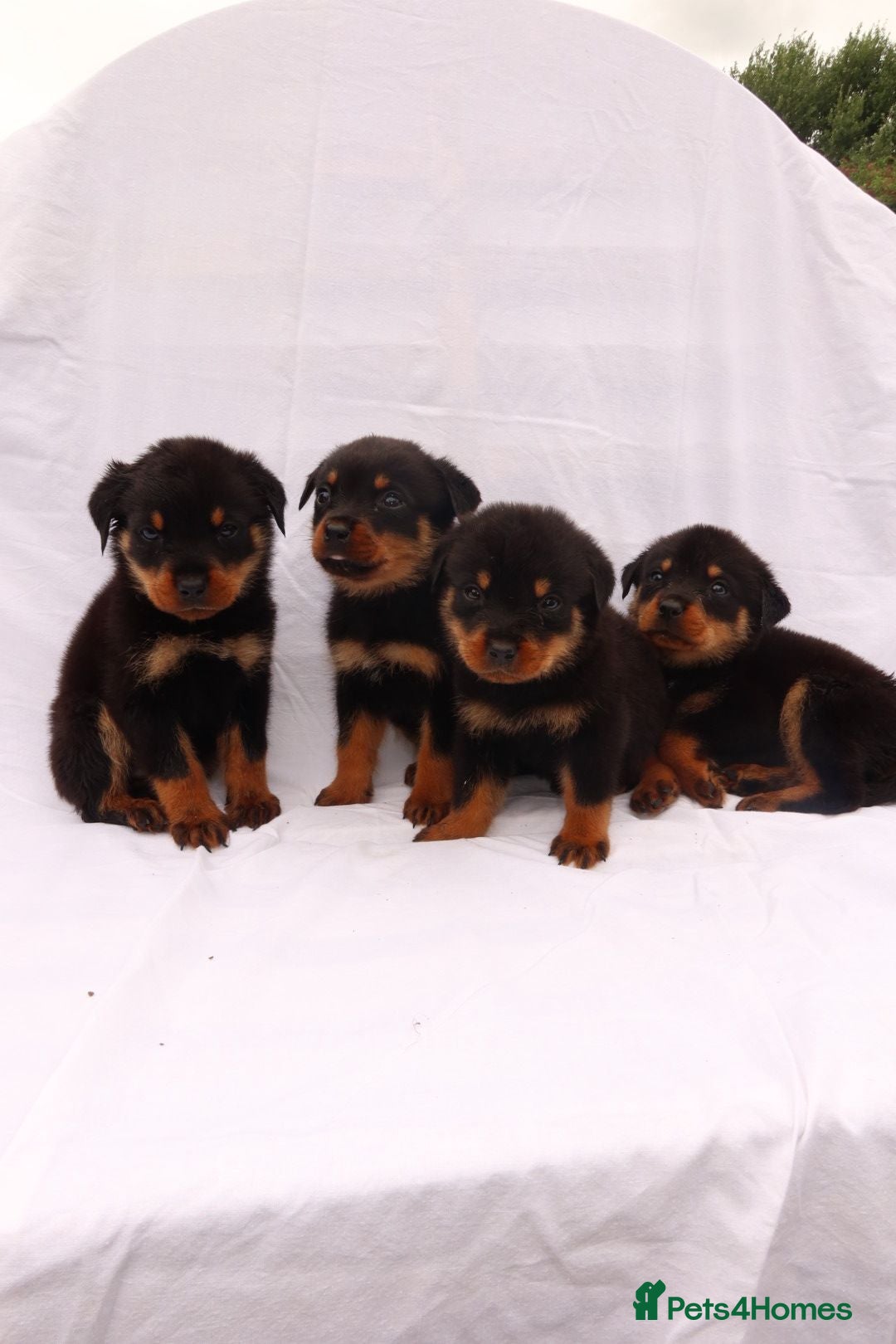 Rottweiler dogs for sale: Rottweiler puppy  - Image 5
