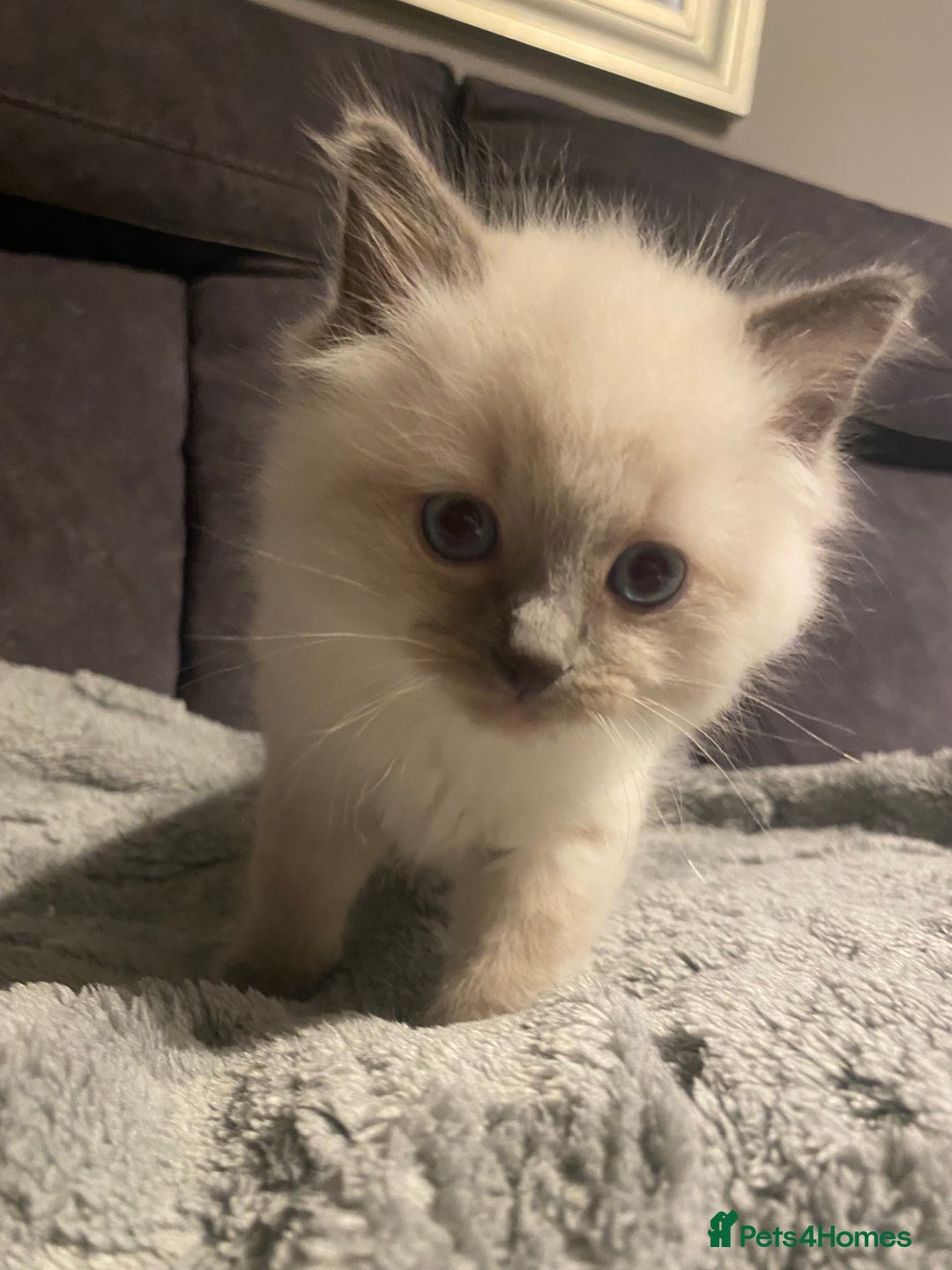 Ragdoll cats for sale: Ragdoll kittens  - Image 2