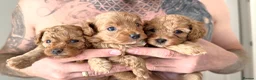 Cavapoo dogs for sale: RED TOY CAVAPOO PUPPIES  - Advert 7