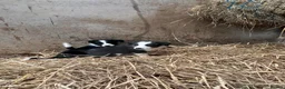 Border Collie dogs for sale: 7 collie puppies for sale  in Okehampton - Advert 9