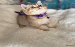 British Shorthair cats for sale: Quality British Shorthair kittens  - Image 15