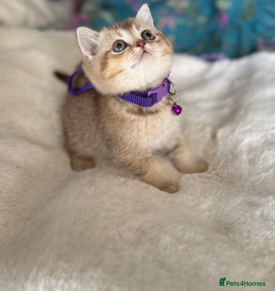 British Shorthair cats for sale: Quality British Shorthair kittens  - Image 15