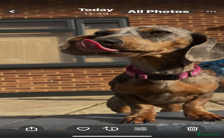 Miniature Dachshund dogs - Advert 10