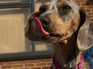 Miniature Dachshund dogs for sale - Advert 1