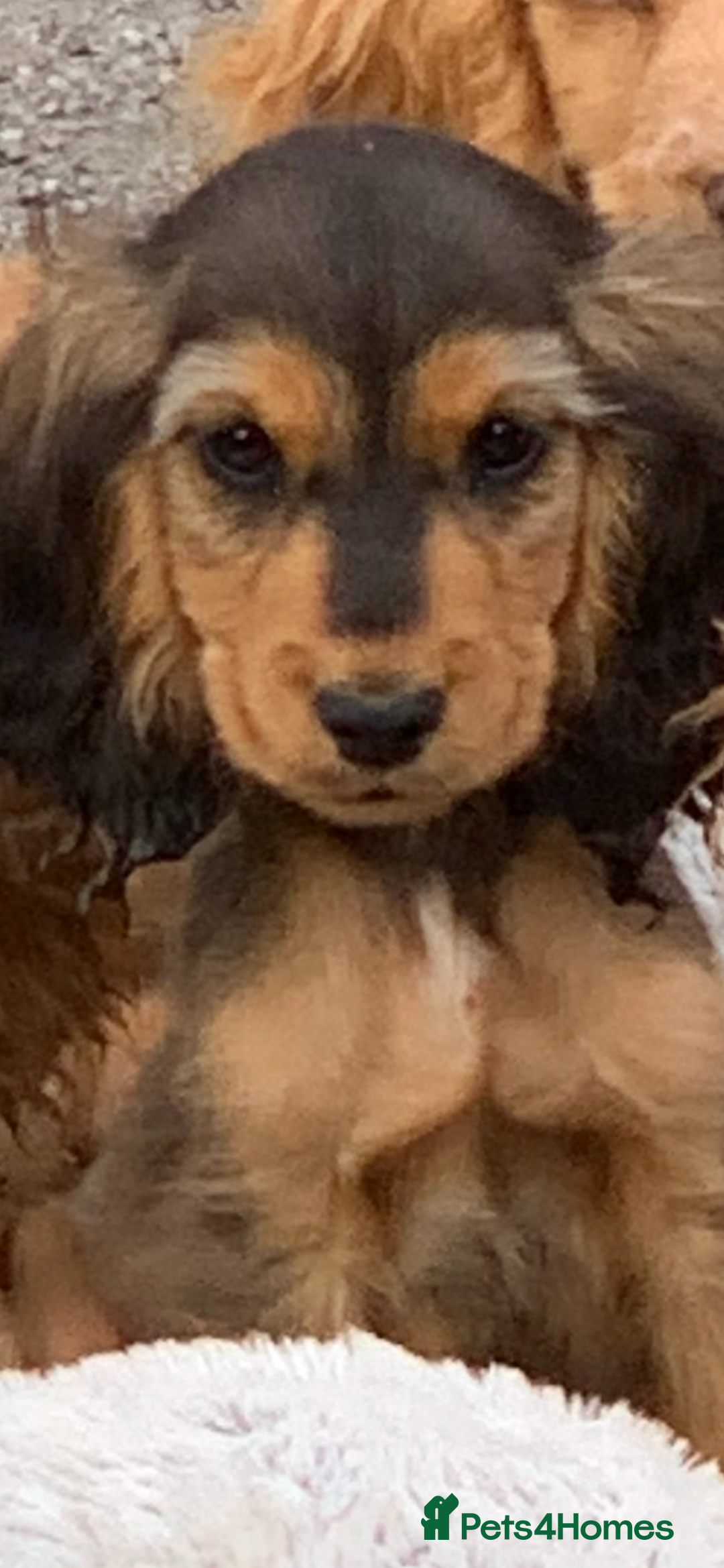 Cocker Spaniel dogs for sale: QUALITY KC SHOW COCKER SPANIEL PUPPIES - Image 17